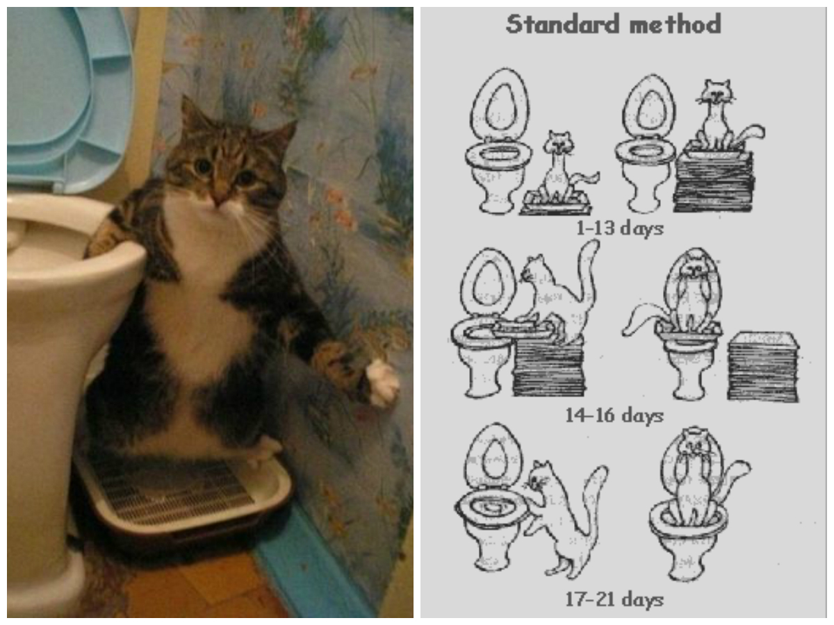 training your cat to use the toilet